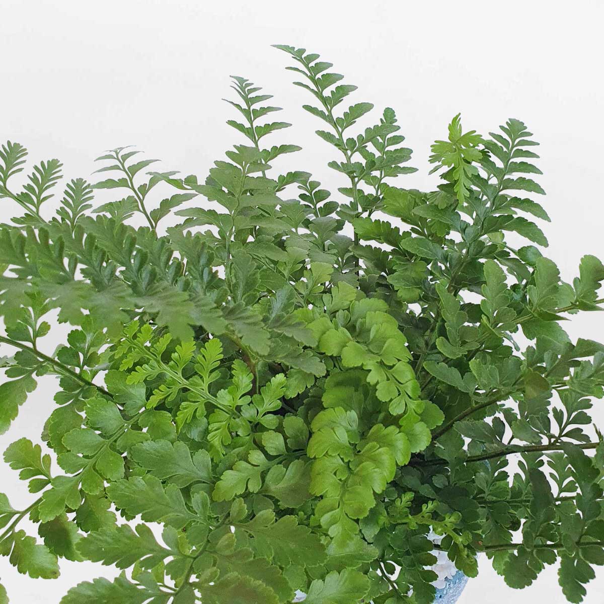 8 cay duong xi nho de ban chau su 2