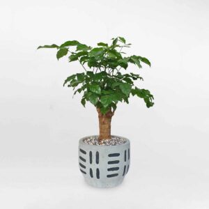 8 cay hanh phuc de ban chau su 1