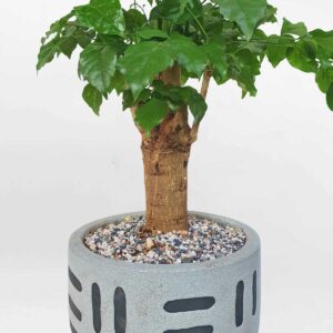 8 cay hanh phuc de ban chau su 2