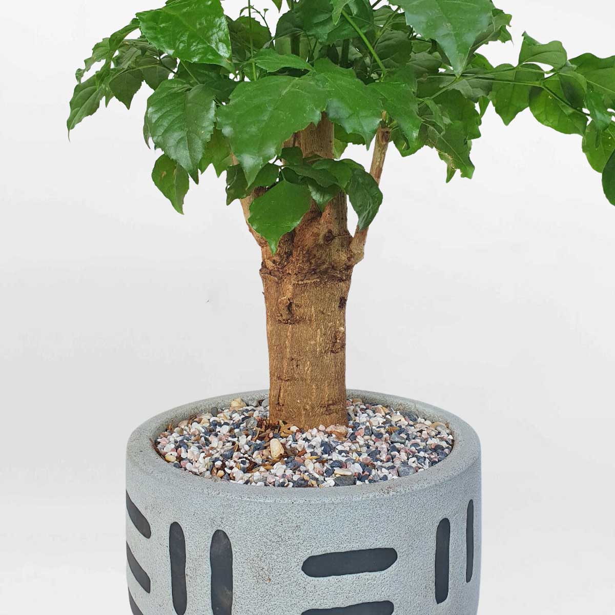 8 cay hanh phuc de ban chau su 2