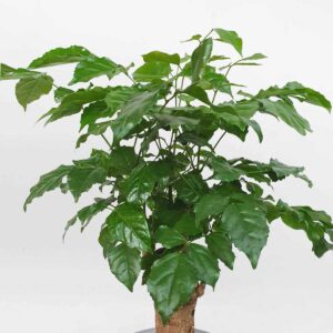 8 cay hanh phuc de ban chau su 3