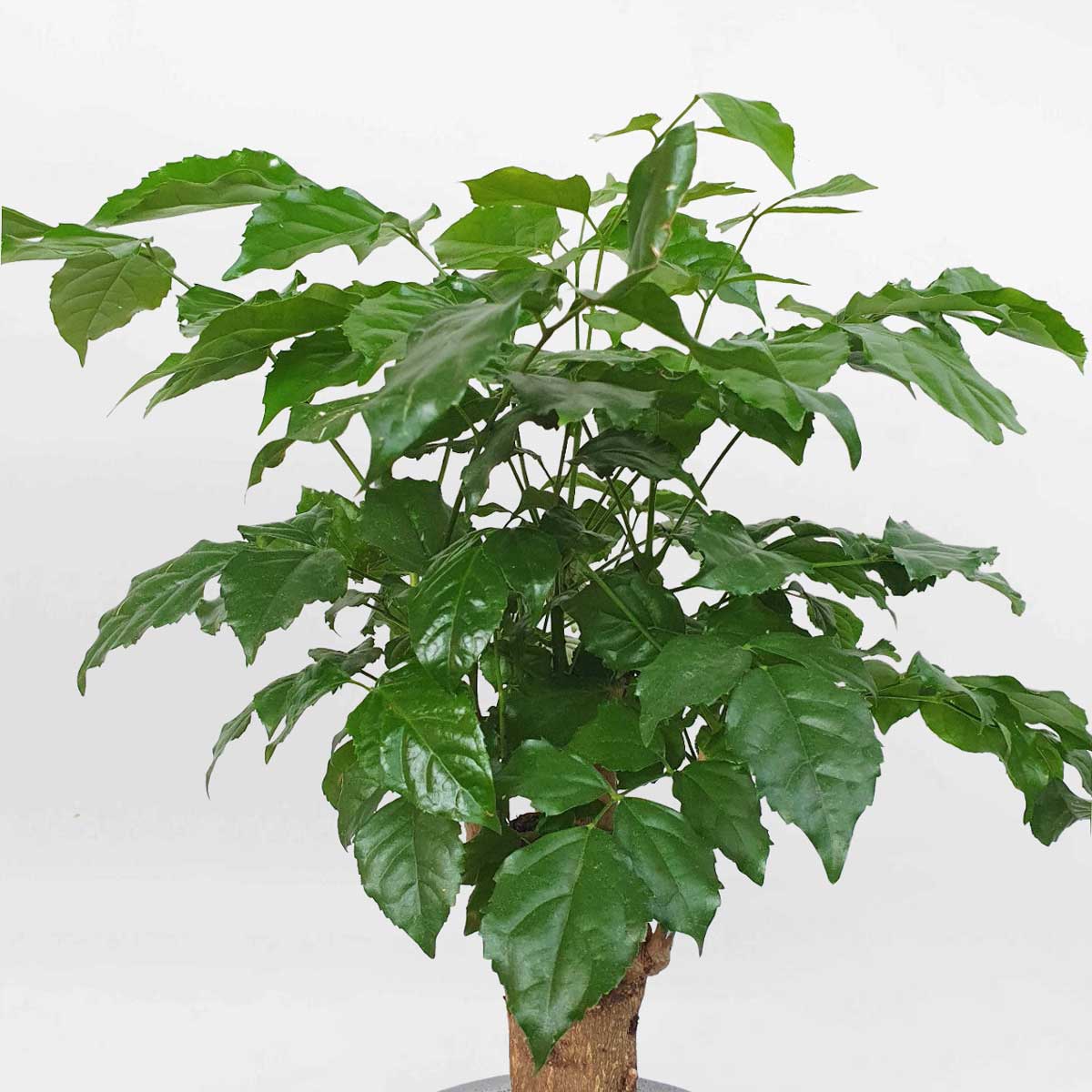 8 cay hanh phuc de ban chau su 3