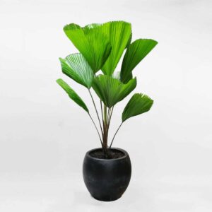 80 cay co nhat chau xi mang