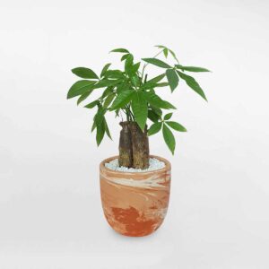 9 cay kim ngan 3 than nho de ban 1