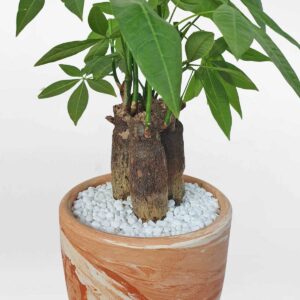 9 cay kim ngan 3 than nho de ban 2