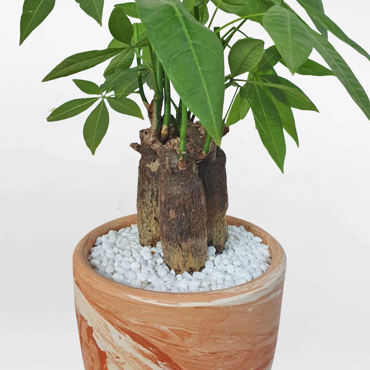 9 cay kim ngan 3 than nho de ban 2