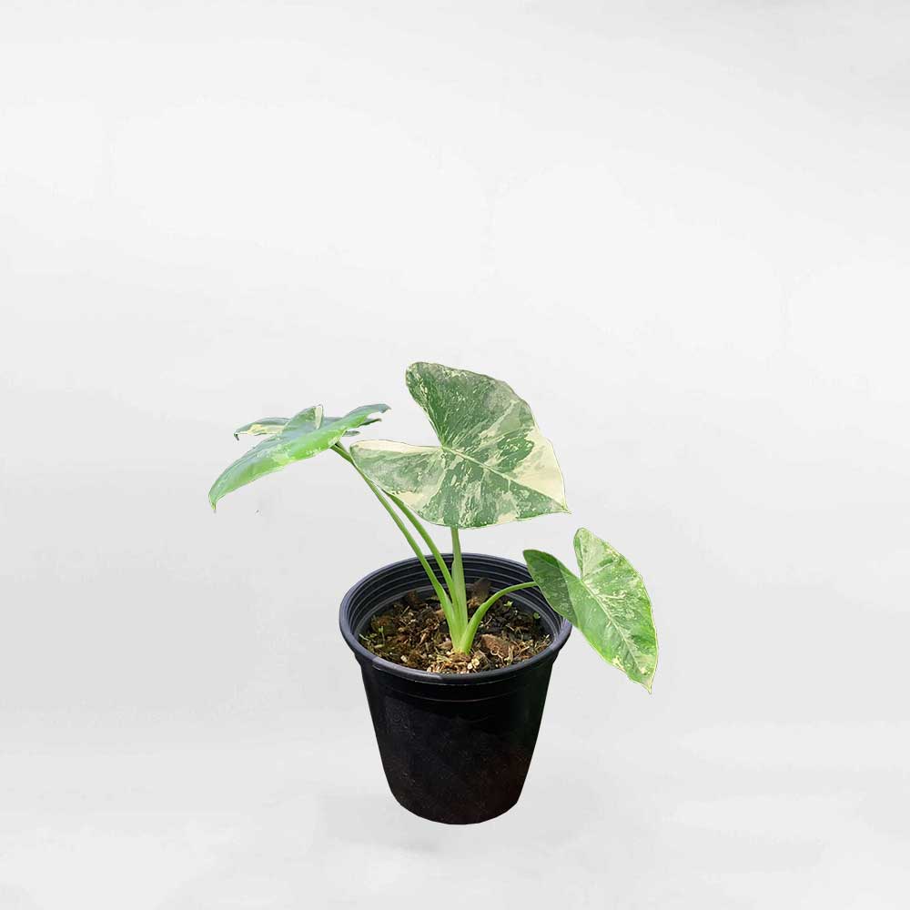 Alocasia Macrorrhiza Variegata