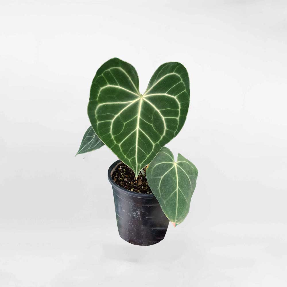 Anthurium Clarinervium