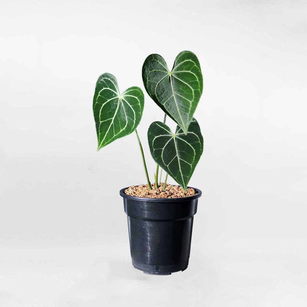 Anthurium Clarinervium1