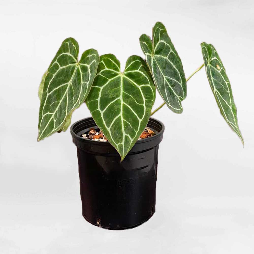 Anthurium crystallinum1