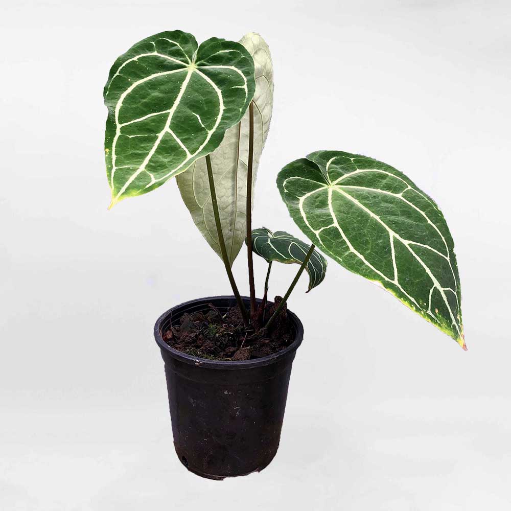 Anthurium crystallinum2