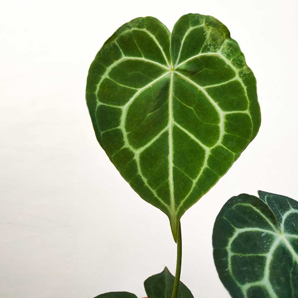 AnthuriumClarinervium