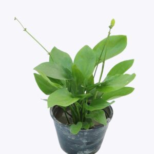 Cây Bách Thủy Tiên/ Thủy Cúc/ Từ Cô Lá Tim – Cao 50cm