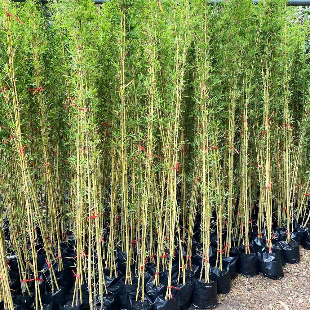 ban cay truc quan tu 1 1