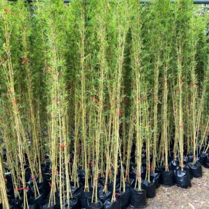 ban cay truc quan tu 1 1