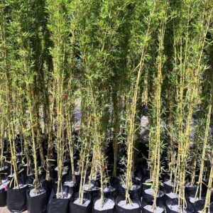 ban cay truc quan tu 2 1