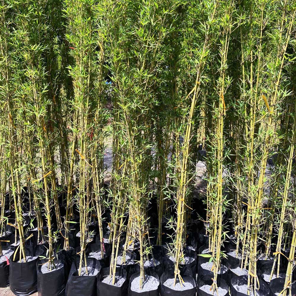 ban cay truc quan tu 2 1