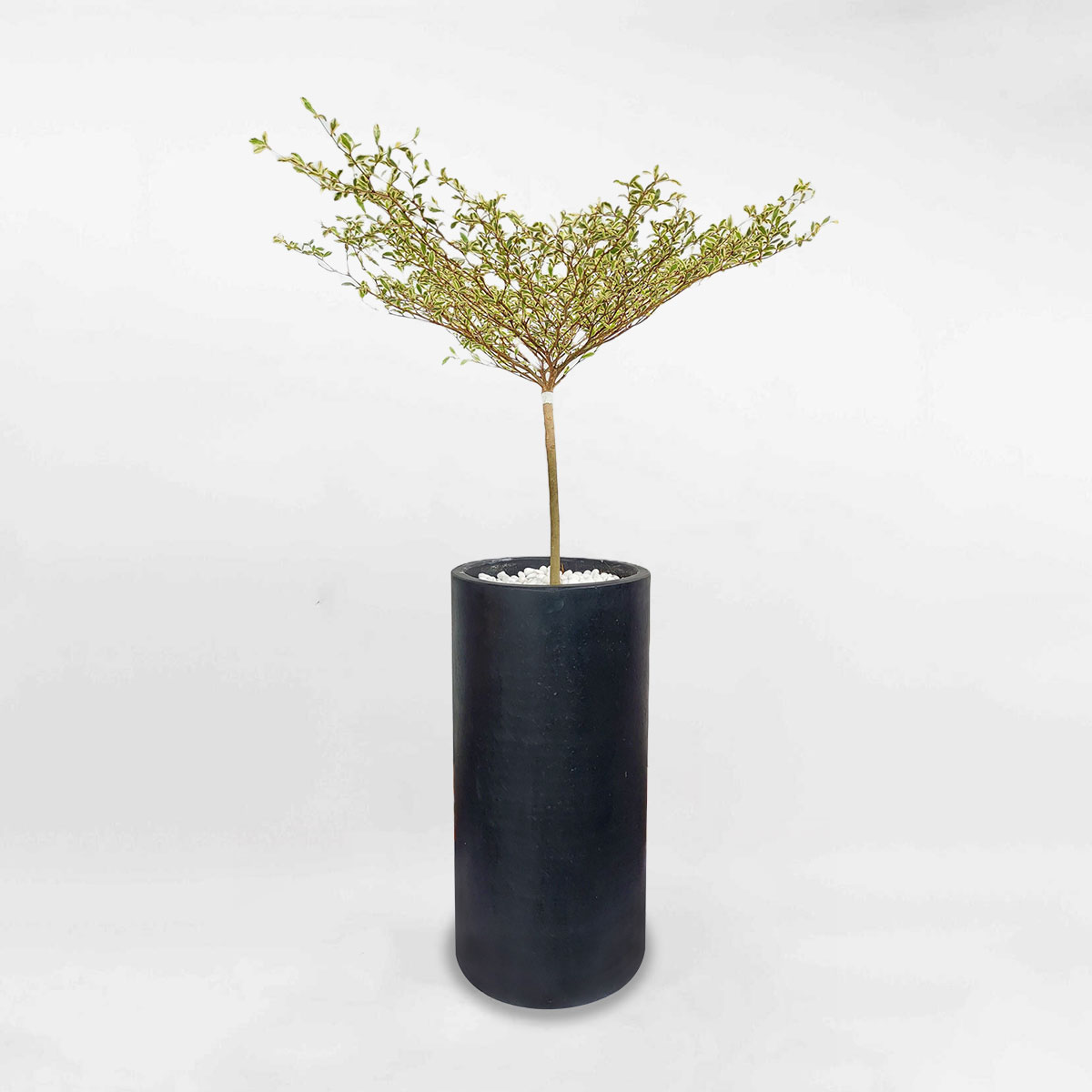 bangdailoancamthachmowgarden