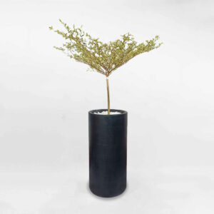 bangdailoancamthachmowgarden