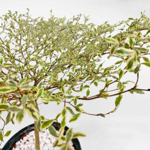 bangnhatcamthachmowgarden