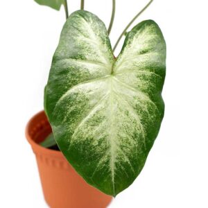 Caladium Aaron 1