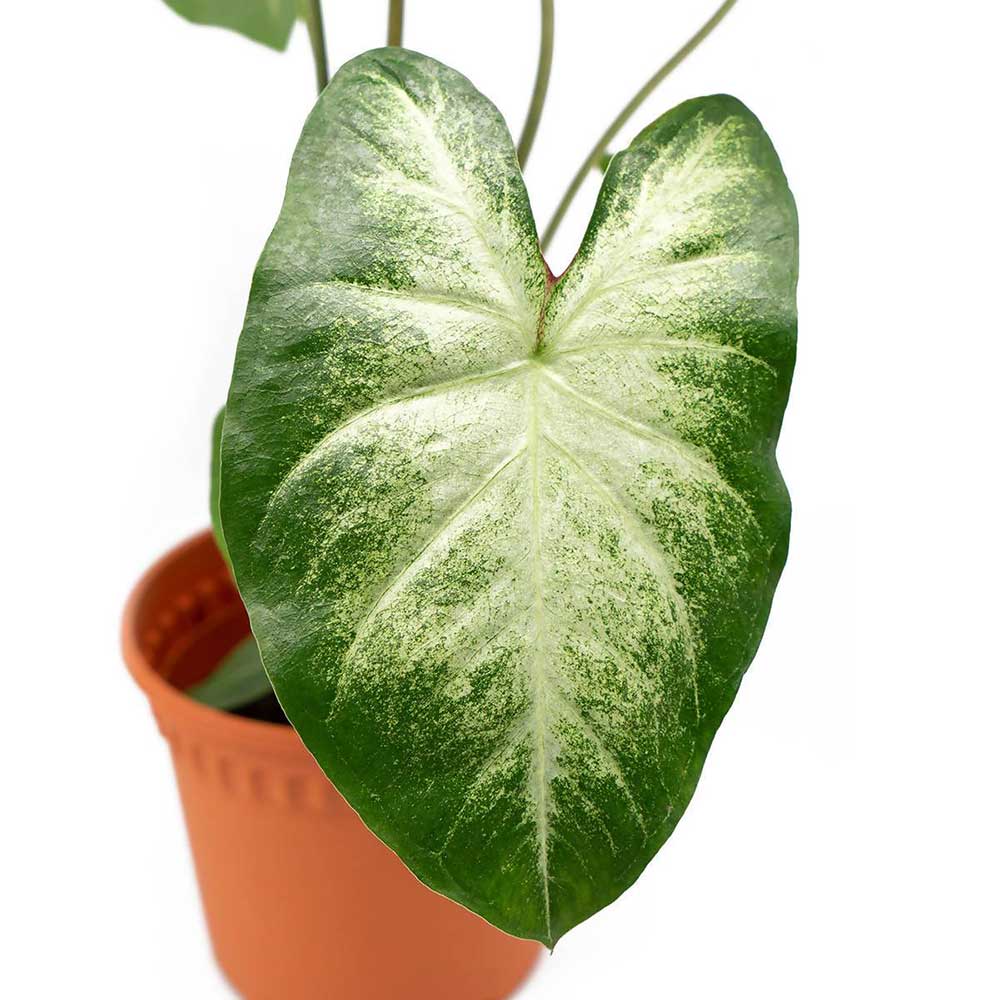 Caladium Aaron 1