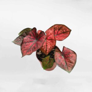 caladium danasty