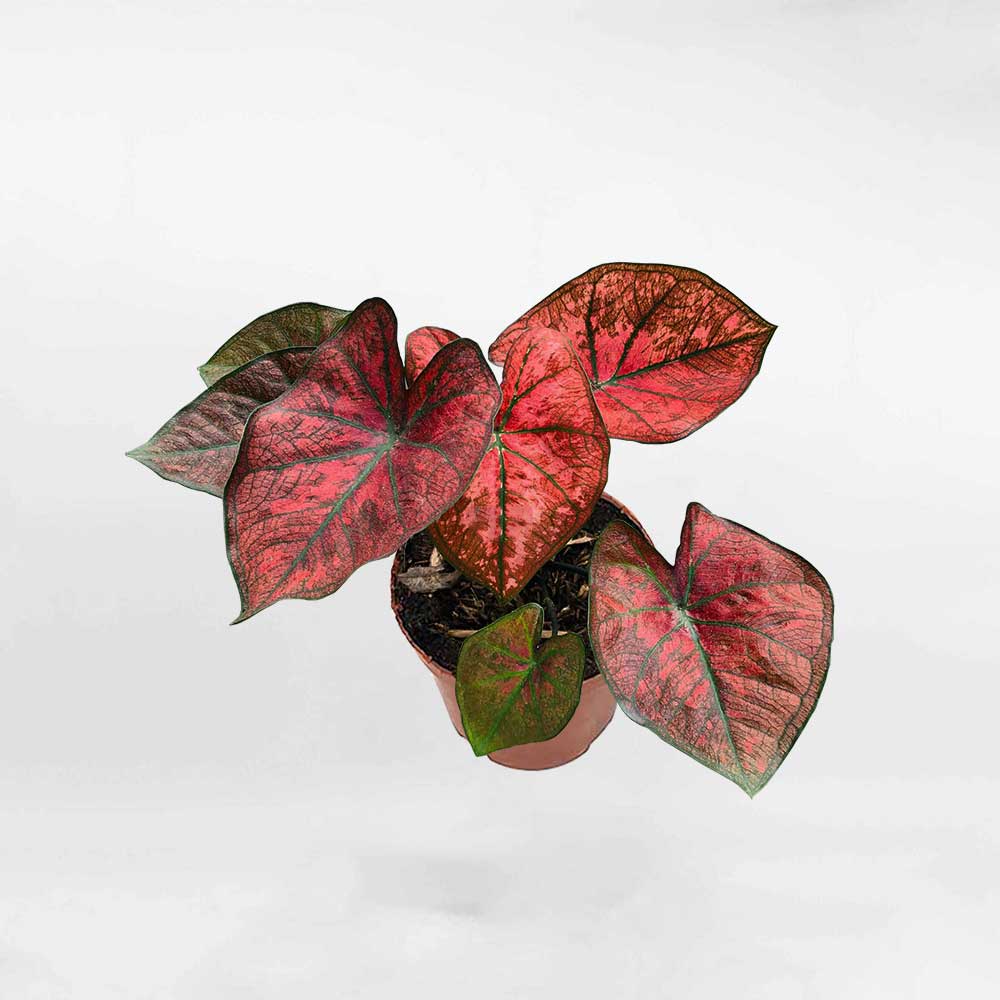 caladium danasty