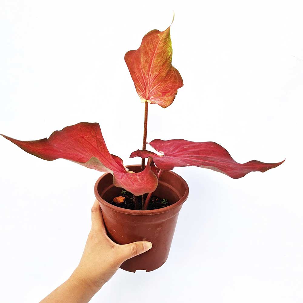 Caladium Desert Sunset 1