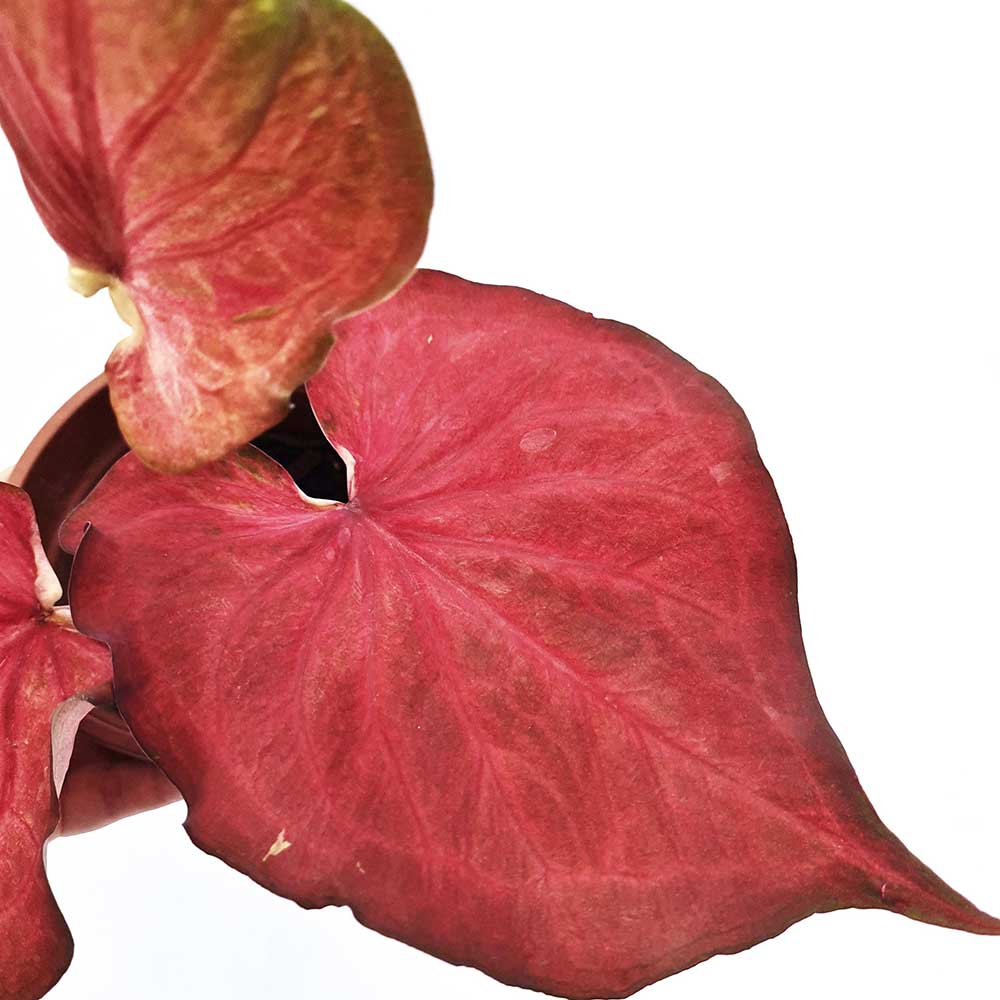 Caladium Desert Sunset 2