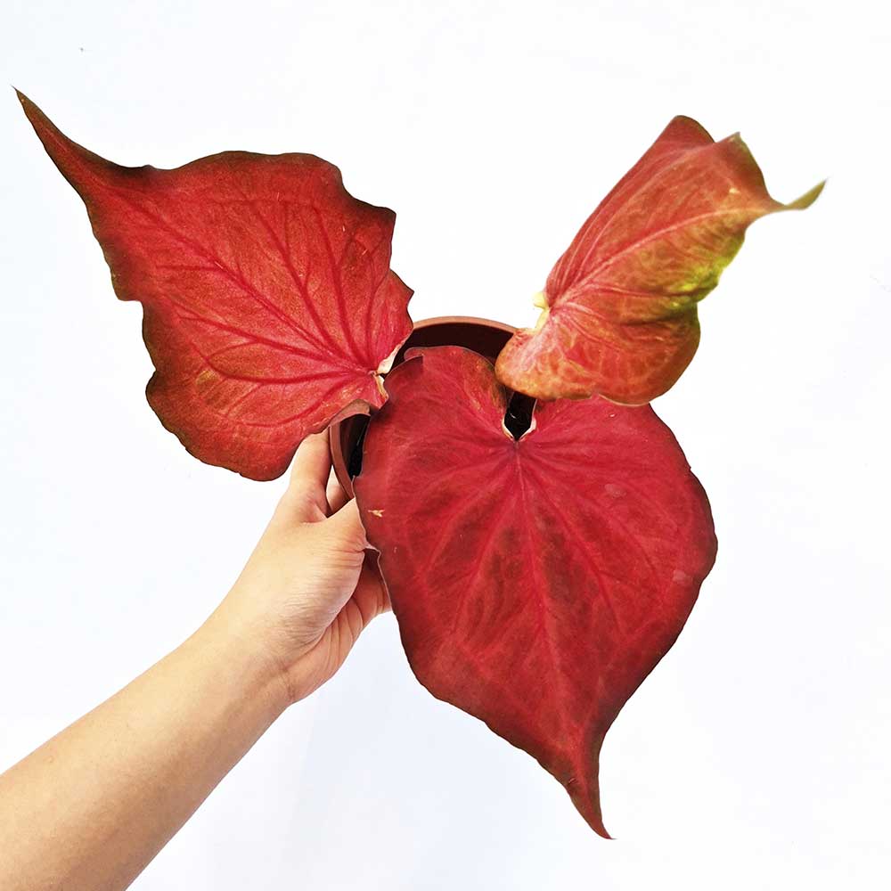 Caladium Desert Sunset 3