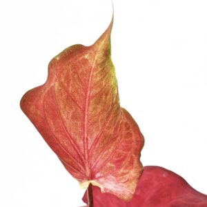 Caladium Desert Sunset