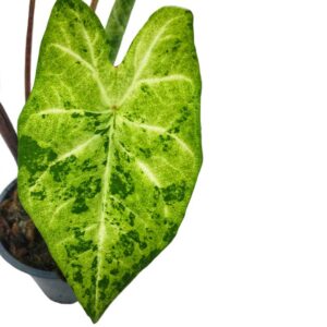Caladium frog in a blender 1