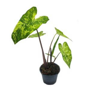 Caladium frog in a blender