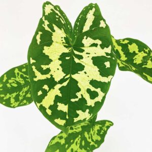 Caladium Hilo Beauty 1