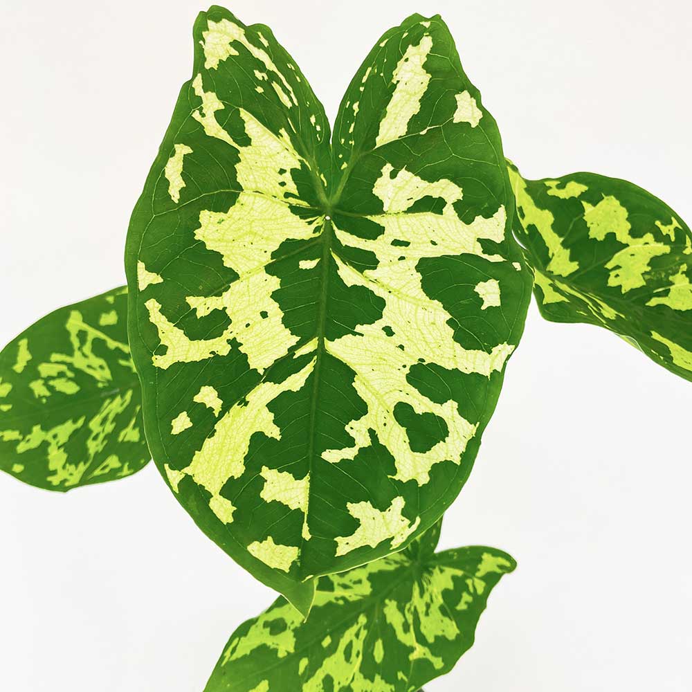 Caladium Hilo Beauty 1