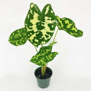 Caladium Hilo Beauty 2