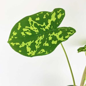 Caladium Hilo Beauty 3