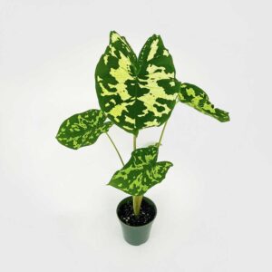 Caladium Hilo Beauty
