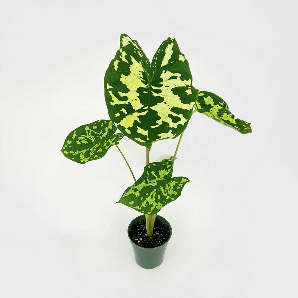 Caladium Hilo Beauty