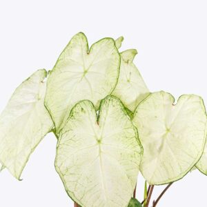 Caladium Moon Light 1