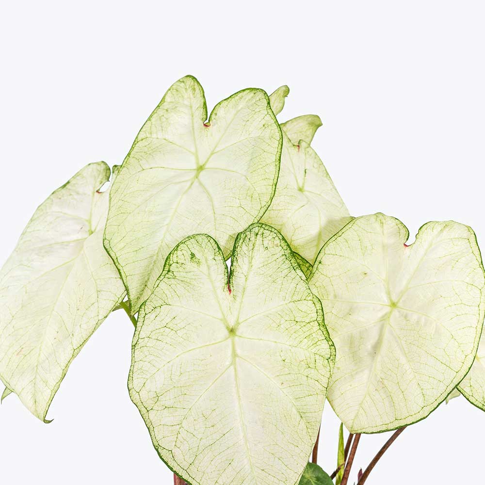Caladium Moon Light 1