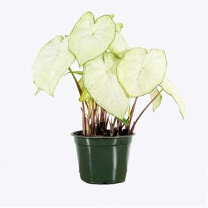 Caladium Moon Light