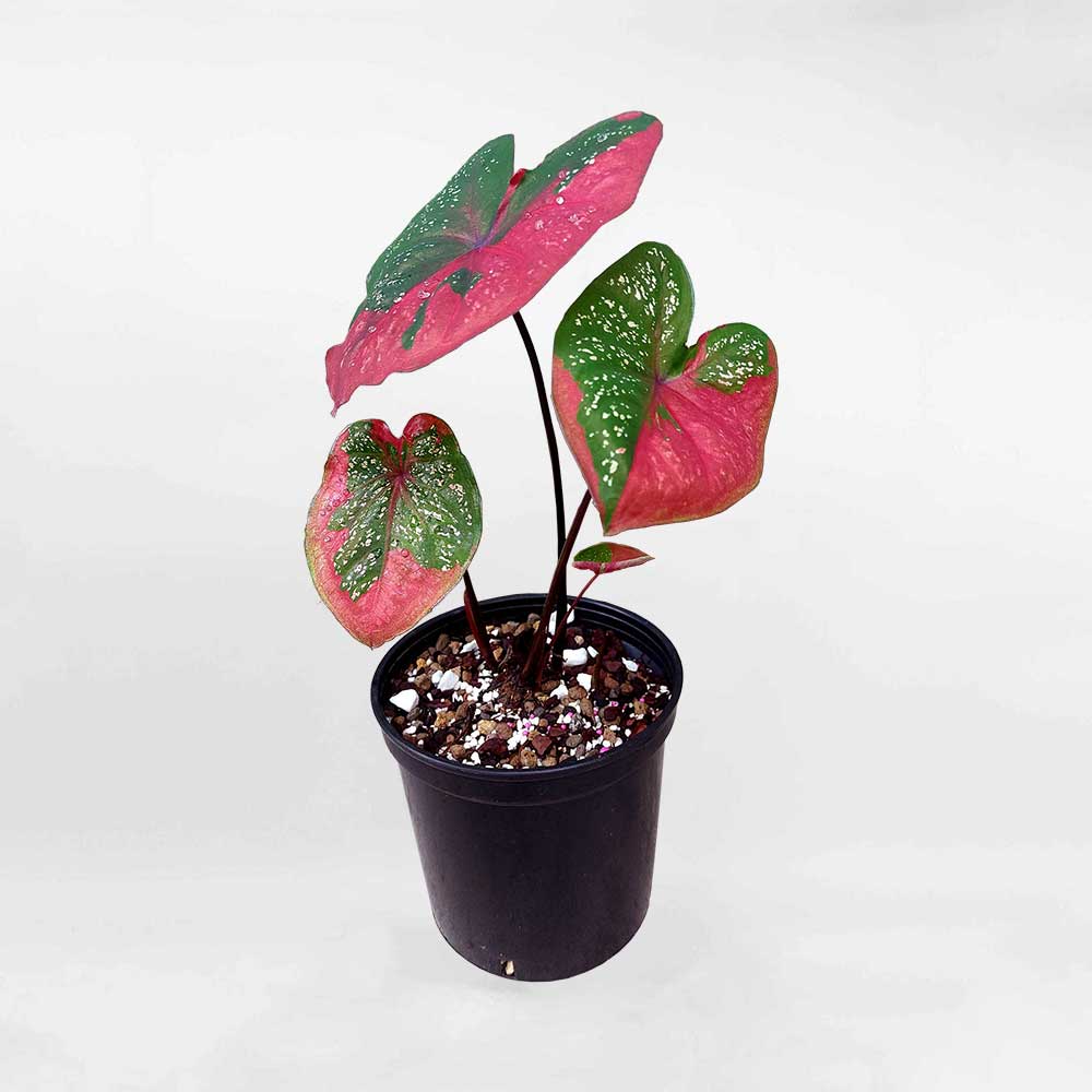 Caladium Red Baret