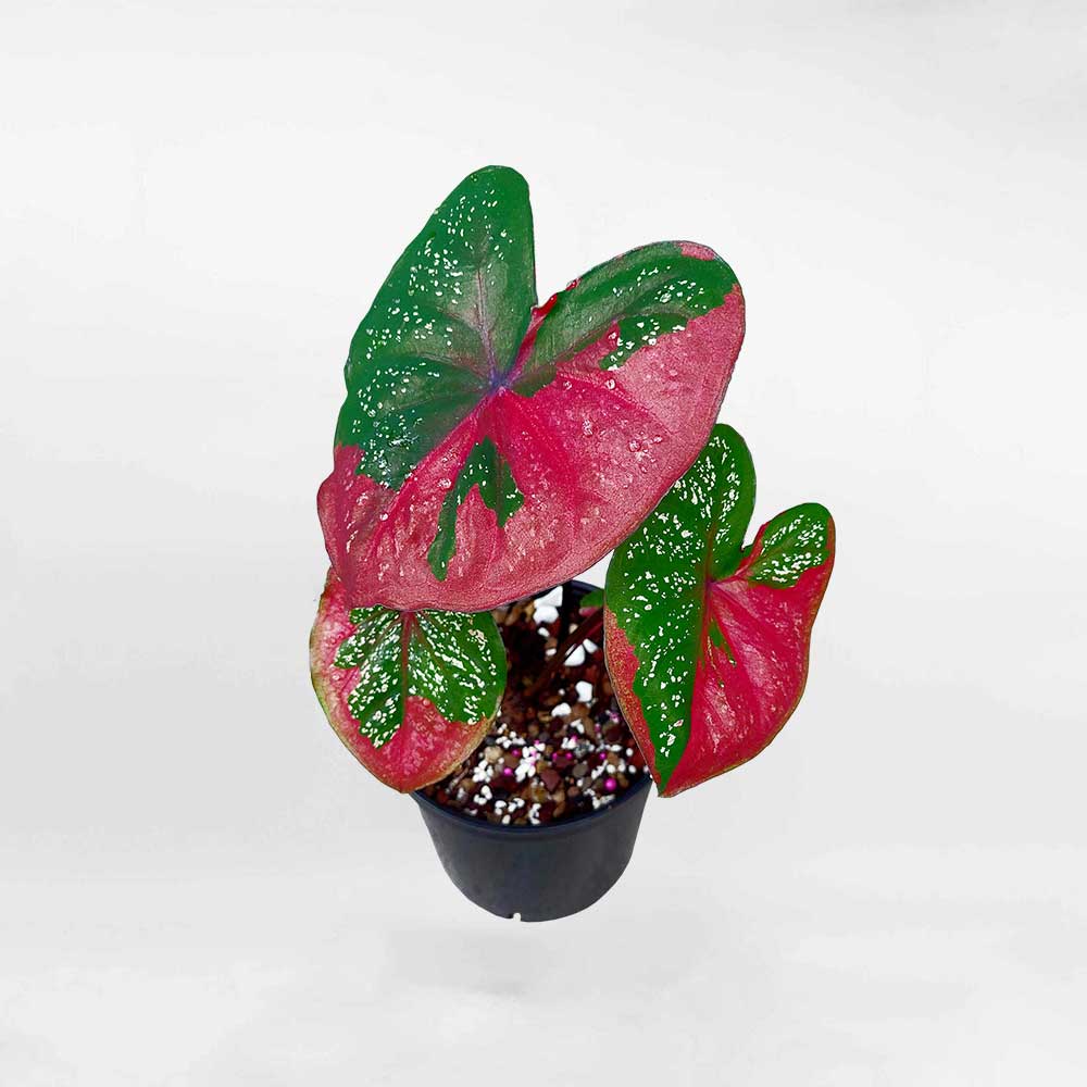 Caladium RedBaret