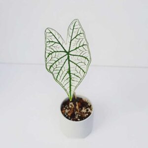 caladium white christmas