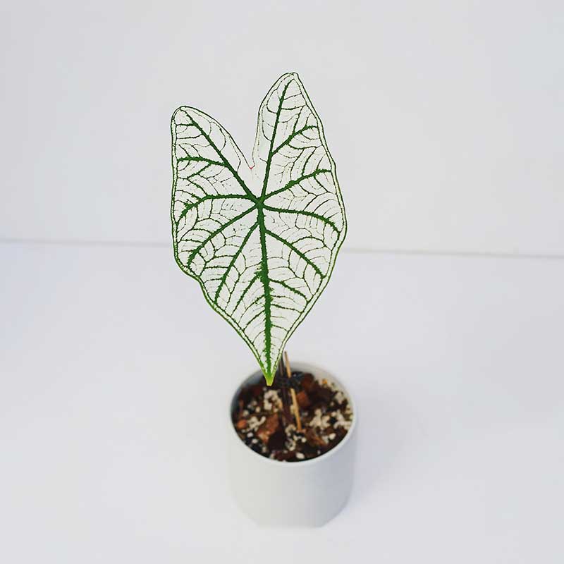 caladium white christmas