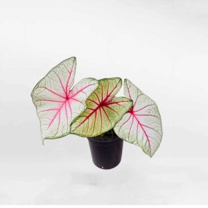 Caladium White Queen1