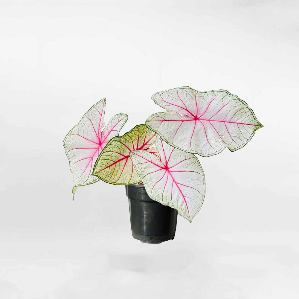 Caladium White Queen2