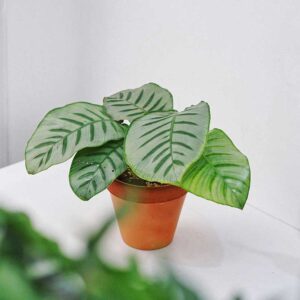 calathea bella carlina